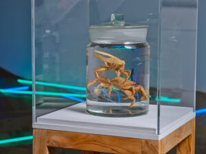 Brackish Water Installation View